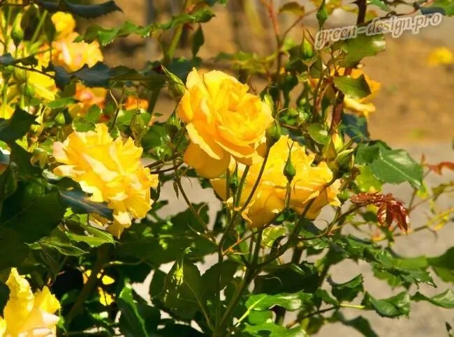 Жолтые розы