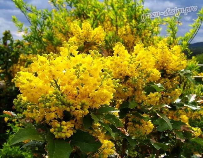 Кустарниковые многолетние желтые цветы Магония