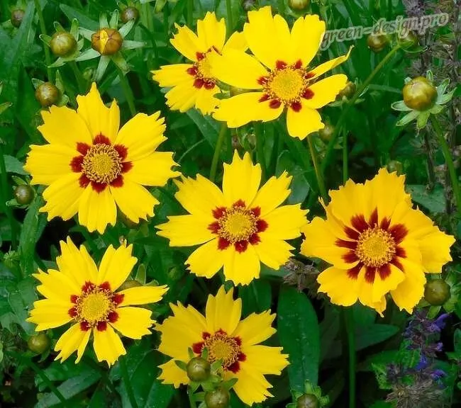 Желтые многолетние цветы Кореопсис