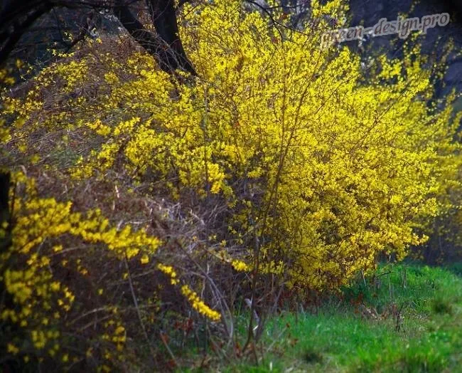весенний цветущий многолетний кустарник форзиция