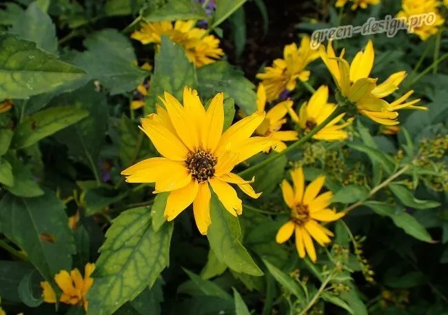 Многолетние желтые цветы: гелиопсис шероховатый
