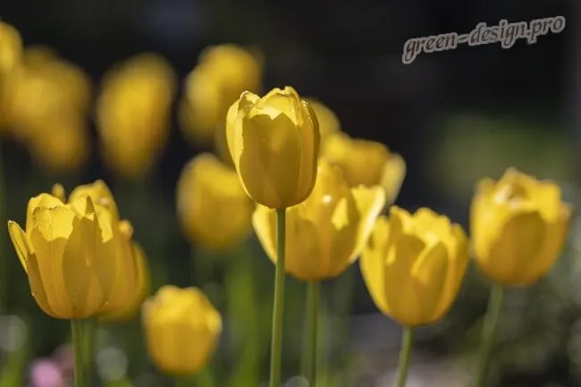 Желтые цветы многолетники - тюльпаны