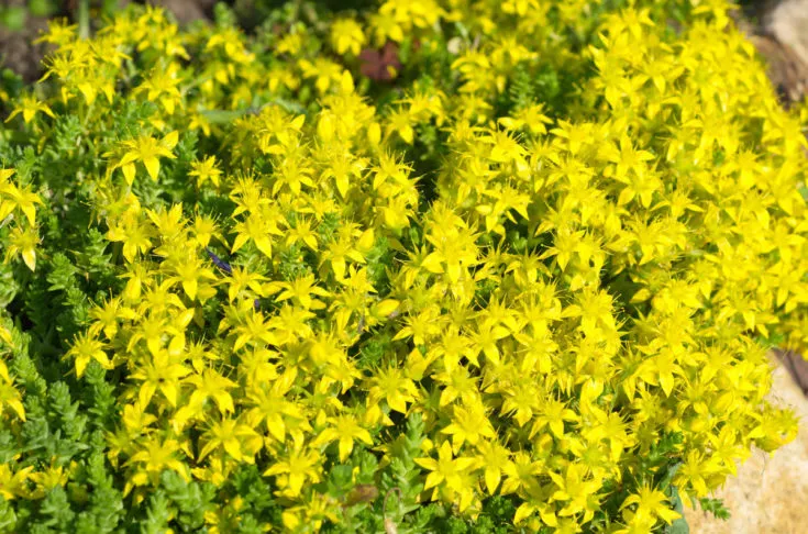 (+57 фото) Желтые осенние цветы