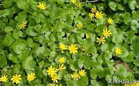 (+57 фото) Желтые осенние цветы