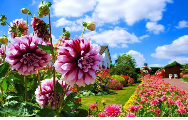 Самые популярные садовые цветы: топ 10 ...